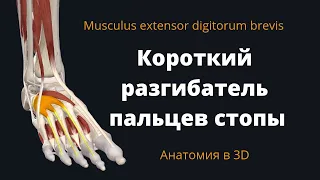 Короткий разгибатель пальцев стопы. Musculus extensor digitorum brevis. Анатомия в 3D.