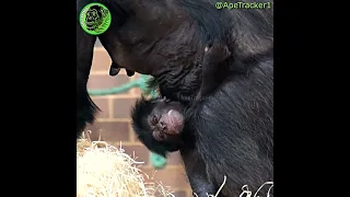 Muscular Chimp Shows Off Her Newborn Baby #shorts