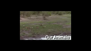 wild dogs vs hyena