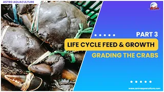 Life Cycle Feed & Growth Part -3 (Grading the Crabs)