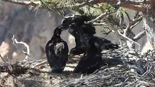 2024 Smith Rock State Park Eaglets at seven weeks old.