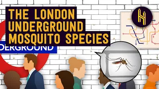 Why There's a Unique Mosquito Species in the London Underground