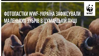 Фотопастки WWF-Україна зафіксували маленьких зубрів в Цуманській пущі