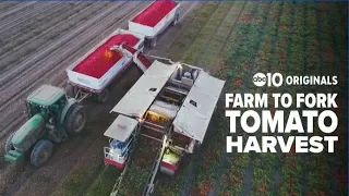 How it works: amazing machines pick gigantic tomato crop