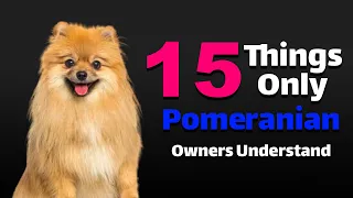 15things only pomeranian owners understand