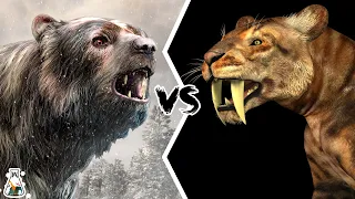 The Giant Short-Faced Bear VS Saber-Toothed Tiger - Who Would Have Won This Fight?