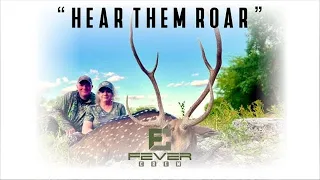 HEAR THEM ROAR: Hunting 100% FREE RANGE Axis bucks during the rut!