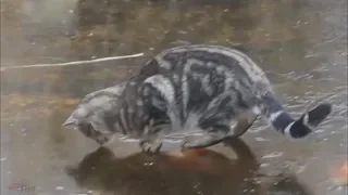 Кот на зимней рыбалке - прикол!!!HD 2019