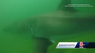 5 Investigates: Shark sightings up significantly off coast of Cape Cod