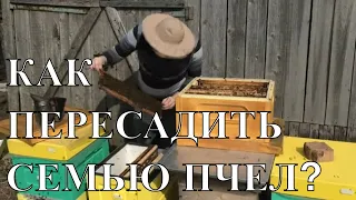 Как пересадить пчел в другой улей?