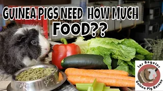 Do I feed too much? How Much Food is Enough for your Guinea Pig?