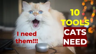 10 Tools Cats Need! | Cat Essentials