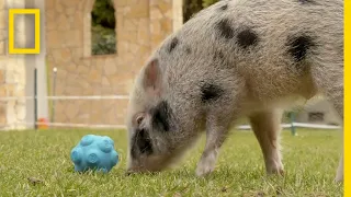 Pigs Communicate With Humans in New Experiment | National Geographic