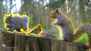 Funny Squirells witn Nuts. Wildlife of the City Park. #squirrel #birds #relax