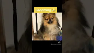 WHAT IS THIS???? OMG! #pomeranian #shorts #tiktok #funniest #laugh #best #hilarious #trending #433