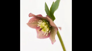 МК✨МОРОЗНИК из БЗК с Натальей Колбасовой ✨Hellebore from protein custard