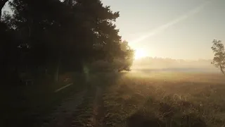 Утро в лесу. Прекрасное видео безмятежного утреннего леса. Полный РЕЛАКС!