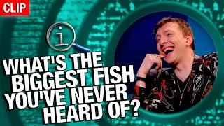 QI | What’s The Biggest Fish You’ve Never Heard Of?