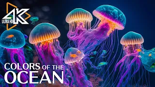 The Ocean 4K - Momentos cautivadores con medusas y peces en el océano - Video de relajación #2