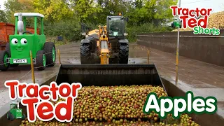 Lets Look at Apples 🍎 | Tractor Ted Shorts | Tractor Ted Official Channel