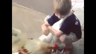 Супер мега ржачный прикол  мальчик обнимает курицу  лучшие приколы с детьми за январь 2015