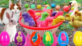 Catch Cute Chickens, Colorful Chickens, Rainbow Chicken, Rabbits, Cute Cats,Ducks,Animals Cute #6