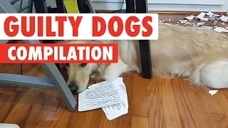 Guilty Dogs Video Compilation 2017