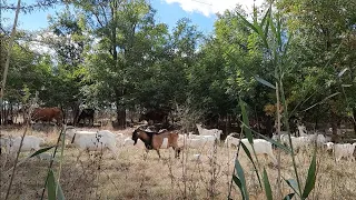 Встретили стадо коров и коз.