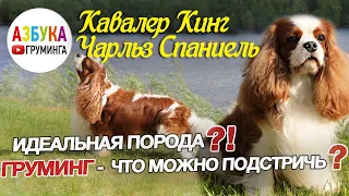 Кавалер кинг Чарльз спаниель - груминг, содержание, что можно подстричь