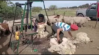 Esquila de ovejas lecheras frisonas (Milchschaf)