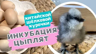 🤗Инкубация цыплят🐣Китайской Шёлковой Курочки🐣