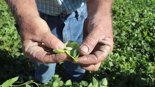 Baby lima beans before harvest