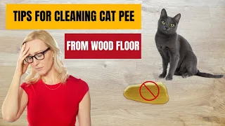 How to Get Rid of Cat Urine Smell on Wood Floors | How to Banish Cat Urine Stains and Odors