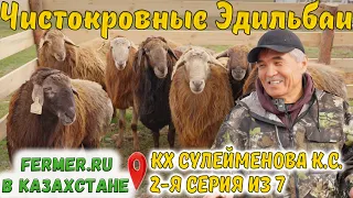 Вот это эдильбаи! Экстерьерные особенности баранов-производителей Эдильбаевской породы овец