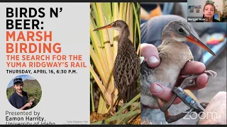 Marsh Birding: The Search for the Yuma Ridgway's Rail