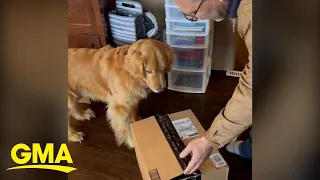 The story behind viral video of golden retriever getting a surprise l GMA