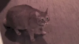friends cat meows aggressively then attacks