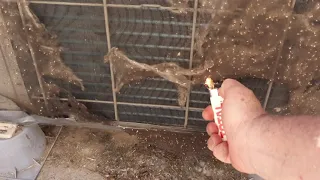 burning cottonwood off ac air filters