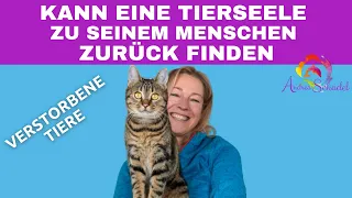 Tierkommunikation mit verstorbenen Tieren - Kann eine Tierseele wieder zu seinem Menschen kommen?