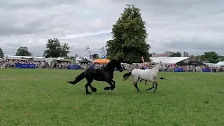 Black Stallion and Falconry Display - Free Spirits