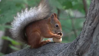 Белка и грецкий орех / Squirrel and walnut