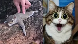 😹 Süße und Lustige Tiere! 2019 😺 Lustige Tiere zum Totlachen! vol.15 》 Funny DuTube