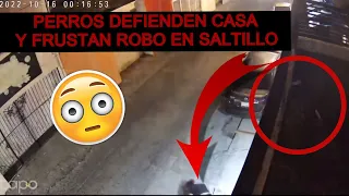 Perros defienden su casa y frustran robo; ladrón salta desde la azotea.