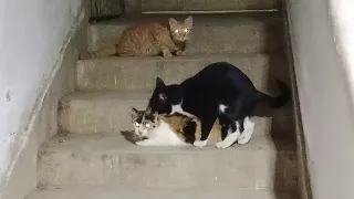 Female cat mating by 2 male cats