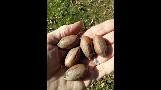 Growing Pecans In Ohio - Ohio Nut Growers Presentation