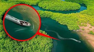 Why Does the Amazon River Create Monsters?