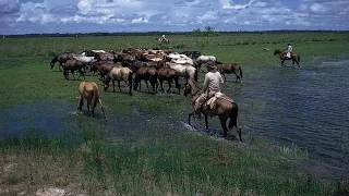 Cuidado de Hato Ganadero - Los Llanos - Colombia - TvAgro por Juan Gonzalo Angel