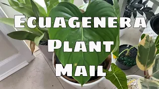 Plant Mail Unboxing Ecuagenera USA Plant Mail Haul Tropical House Plants