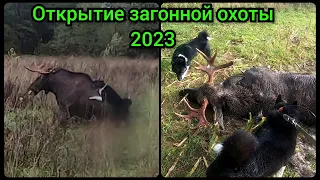 Открытие загонной охоты 2023.