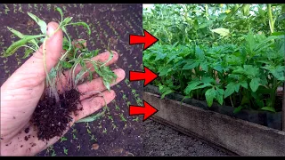 Очень тонкую рассаду делаем крепкой и мощной - пикировка рассады томатов